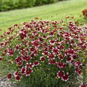 VotanikiI Coreopsis Verticillata Heartstrings - 3 Inch Root Young Plant Ready for Planting | Perennial Garden Favorite with Long Lasting Blooms - Easy to Grow