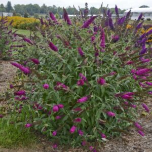 VotanikiI Buddleia davidii ‘Queen of Hearts’ (Butterfly Bush) - 3 Inch Root Young Plant | Long Lasting & Fragrant Blooms, Attracts Pollinators, Fast Growing Shrub | Easy to Grow Perennial