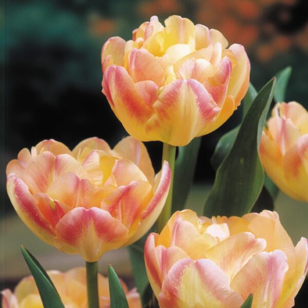 Votaniki Double Peony Tulip Crème Upstar Bulbs - Fragrant Blooms, Long Lasting Spring Beauty for Garden Beds & Borders | Perennial, and Easy to Grow