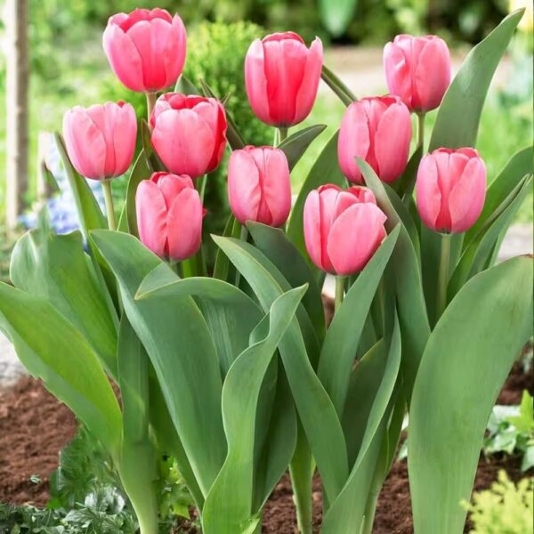 Votaniki Jumbo Pink Tulip - Long Lasting Blooms, Pink Impression Darwin Hybrid Tulip 'Jumbo' Flower Bulbs | Stunning Spring Blooming Perennial - Easy to Grow