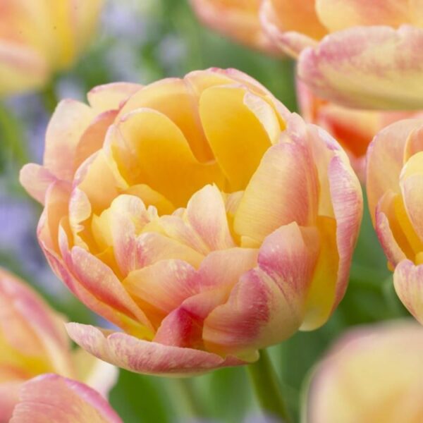 Votaniki Double Peony Tulip Crème Upstar Bulbs - Fragrant Blooms, Long Lasting Spring Beauty for Garden Beds & Borders | Perennial, and Easy to Grow