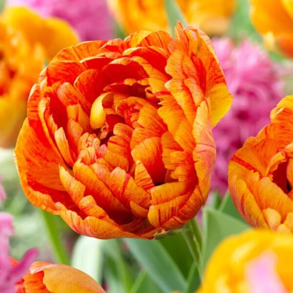 Votaniki Sunlover Double Tulip Bulbs - Spectacular Blooms, Colour Changing Double Tulip 'Sunlover' | Spring Blooming Perennial - Easy to Grow