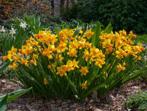 Votaniki Jetfire Daffodil Bulbs - Spring Flowering Perennial Narcissus ‘Jetfire’ (Cyclamineus Daffodil) | Daffodil Bulbs for Planting - Easy to Grow