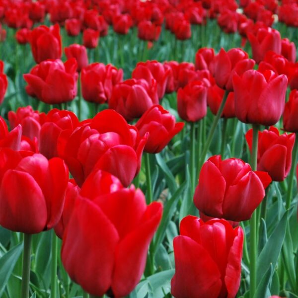 VotanikiI Tulipa ‘ILE de France’ (Triumph Tulip) Bulbs - Long Lasting Red Blooms | Premium Perennials for Stunning Spring Displays - Easy to Grow