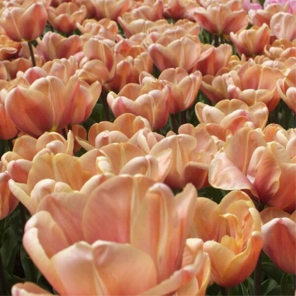 Votaniki Apricot Foxx Triumph Tulip Bulbs - Soft Pastel Hues, Tulipa ‘Apricot Foxx’ (Triumph Tulip) | Perfect for Spring Gardens, Easy to Grow Perennial