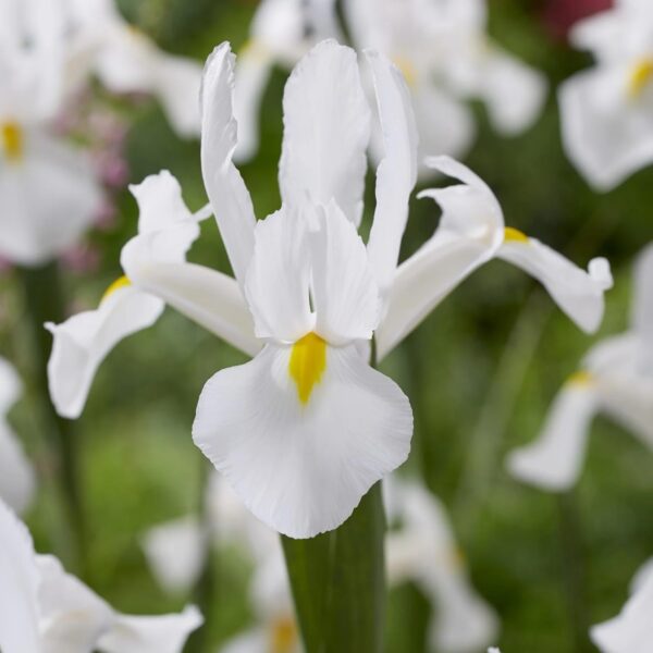 VotanikiI White Van Vliet Dutch Iris - Hardy Spring Blooming Perennials for Garden | Long Lasting Blooms, White Iris Bulbs for Planting - Easy to Grow