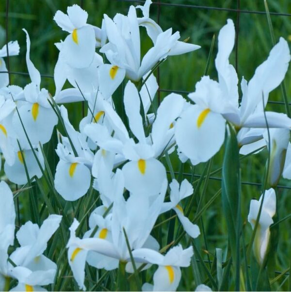 VotanikiI Iris Hollandica Casablanca - Long Lasting Spectacular Blooms for Spring& Summer Gardens | Dutch Iris Bulbs for Planting, Easy to Grow Hardy Perennials