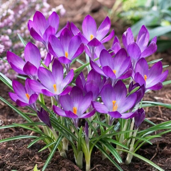 VotanikiI Ruby Giant Snow Crocus Bulbs - Hardy Perennial, Early Spring Blooms, Crocus Tommasinianus ‘Ruby Giant’ (Early Crocus) | Perfect for Gardens and Borders, Easy to Grow