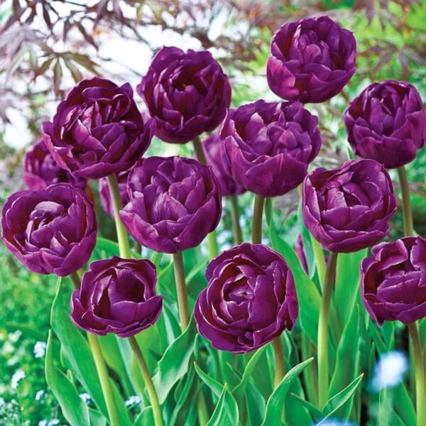 Votaniki Backpacker Double Tulip Bulbs - Hardy Perennial, Peony Like Tulip (Tulipa Double Late 'Backpacker') | Late Spring Blooming Tulip - Easy to Grow