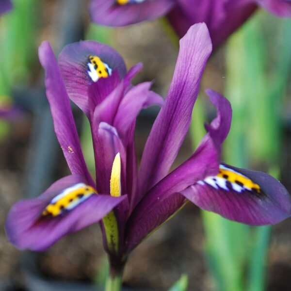 Votaniki Iris Reticulata J.S. Dijt - Hardy Perennial, Iris ‘J.S. Dijt’ (Dwarf Iris) Bulbs for Planting | Easy to Grow, Vibrant Spring Garden Displays, Fragrant Flowers Bulbs