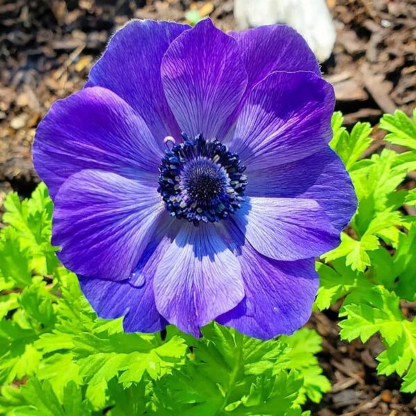 Votaniki Mr. Fokker Anemone Bulbs - Poppy Like Flowers, Anemone Coronaria 'Mr. Fokker'' | Perfect for Spring Gardens & Containers, Easy to Grow Hardy Perennial