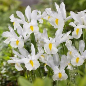 VotanikiI White Van Vliet Dutch Iris - Hardy Spring Blooming Perennials for Garden | Long Lasting Blooms, White Iris Bulbs for Planting - Easy to Grow