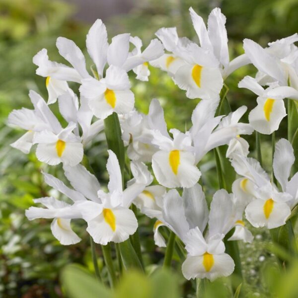 VotanikiI White Van Vliet Dutch Iris - Hardy Spring Blooming Perennials for Garden | Long Lasting Blooms, White Iris Bulbs for Planting - Easy to Grow