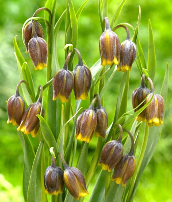 VotanikiI Fritillaria uva-vulpis (Fox’s Grape Fritillary) Bulbs - Hardy & Deer Resistant, Bulbous Perennial | Rare Spring Beauty - Fragrant Flowers, Easy to Grow