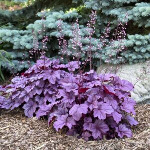 VotanikiI Heuchera ‘Pink Panther’ (Coral Bells) 3 Inch Root Young Plant - Hardy Perennial Plant with Beautiful Pink Leaves | Perfect for Summer Gardens, Easy to Grow