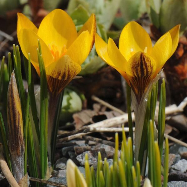 VotanikiI Fuscotinctus Snow Crocus Bulbs - Early Spring Blooms, Hardy Perennial, Crocus chrysanthus 'Fuscotinctus' (Snow Crocus)| Ideal for Garden Borders and Rock Gardens, Easy to Grow