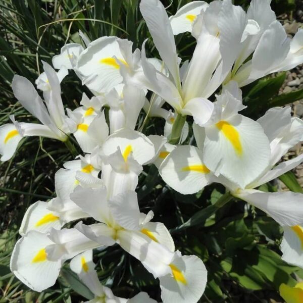 VotanikiI Dutch Iris White Excelsior - Pure White Blooms for Spring Gardens | Hardy Perennial, Dutch Iris Bulbs for Planting - Easy to Grow