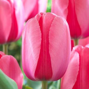 Votaniki Jumbo Pink Tulip - Long Lasting Blooms, Pink Impression Darwin Hybrid Tulip 'Jumbo' Flower Bulbs | Stunning Spring Blooming Perennial - Easy to Grow