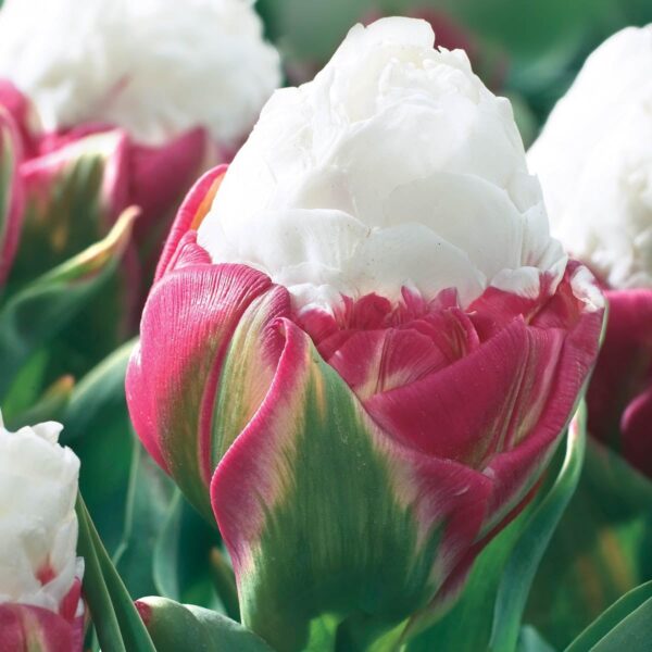 Votaniki Double Peony Ice Cream Tulip Bulbs - Large Double Flowers, Tulipa Double Late 'Ice Cream' Tulip Bulbs for Planting | Late Spring Blooming Perennial - Easy to Grow