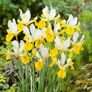 Votaniki Iris hollandica 'Apollo' (Dutch Iris) Bulbs - Hardy Perennial for Spring Blooms | Stunning Yellow & White Flowers, Easy to Grow, Perfect for Cut Flower