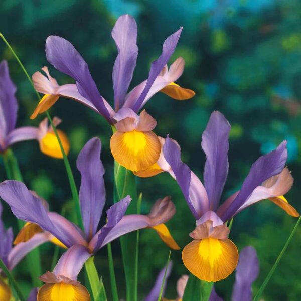 VotanikiI Iris Hollandica Frans Hals - Stunning Dutch Iris with Bold Yellow and Purple | Spring & Summer Flowers for Any Garden - Dutch Iris Bulbs, Easy to Grow Hardy Perennials