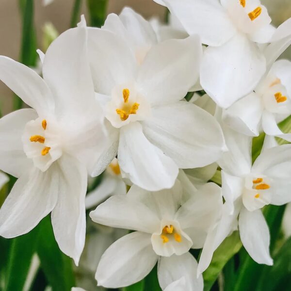 Votaniki Narcissus Paperwhite Grandiflora Bulbs - Fragrant Blooms for Indoors or Garden | Spring Blooming Flower Bulbs - Easy to Grow, Hardy Perennial