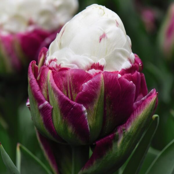 Votaniki Double Peony Ice Cream Tulip Bulbs - Large Double Flowers, Tulipa Double Late 'Ice Cream' Tulip Bulbs for Planting | Late Spring Blooming Perennial - Easy to Grow