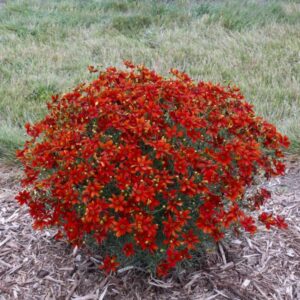 VotanikiI Coreopsis verticillata ‘Crazy Cayenne’ (Threadleaf Coreopsis) - 3 Inch Root Young Plant Ready for Planting | Hardy & Long Blooming Perennial - Easy to Grow