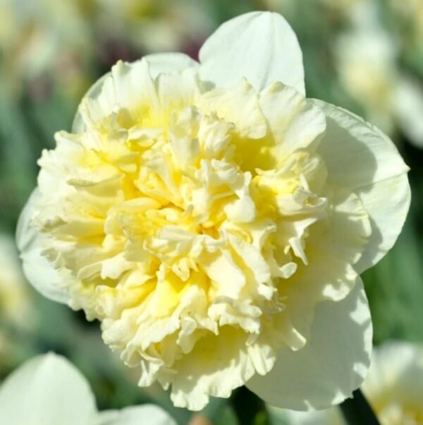 Votaniki Daffodil Ice King Bulbs - Fragrant Blooms, Narcissus ‘Ice King’ (Double Daffodil) | Spring Blooming Flower Bulbs - Easy to Grow, Hardy Perennial