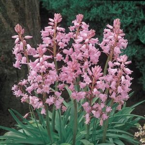 VotanikiI Scilla Hyacinthoides Spanish Pinkbells Bulbs - Beautiful Pink Spring Blooms, Hardy Perennial Flower (Spanish Pinkbells) Bulbs for Planting | Easy to Grow