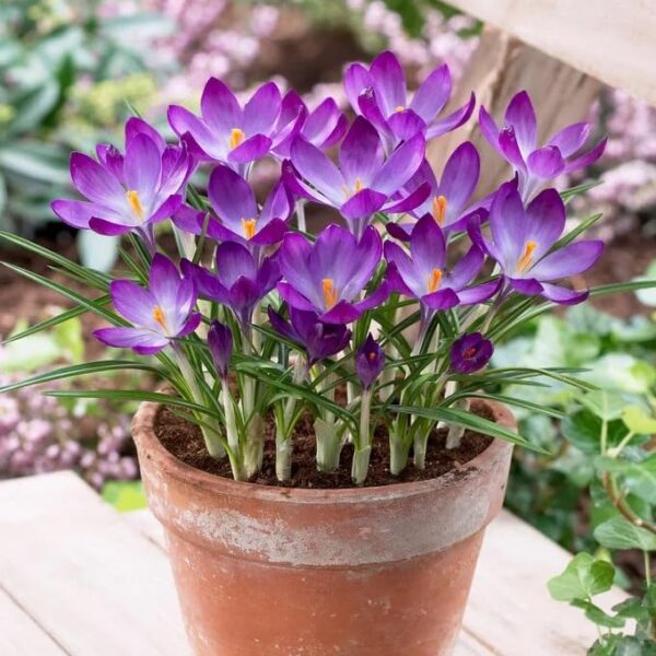 VotanikiI Ruby Giant Snow Crocus Bulbs - Hardy Perennial, Early Spring Blooms, Crocus Tommasinianus ‘Ruby Giant’ (Early Crocus) | Perfect for Gardens and Borders, Easy to Grow