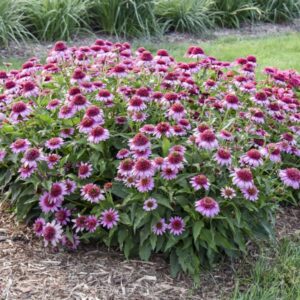 VotanikiI Echinacea Everything's Rosy (Coneflower) - 3 Inch Root Young Plant Ready for Planting | Hardy Perennial with Long Lasting Vibrant Pink Blooms - Easy to Grow