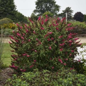 VotanikiI Buddleia 'Prince Charming' (Butterfly Bush) - 3 Inch Root Young Plant | Long Blooming & Fragrant Flowers, Attracts Pollinators, Fast Growing Shrub | Easy to Grow Perennial