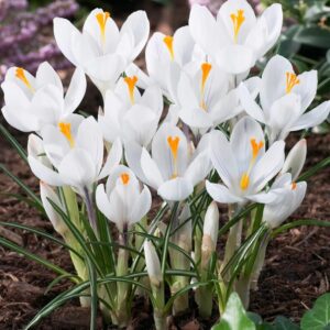 VotanikiI Crocus Jeanne d'Arc Bulbs - Early Spring Perennial Flowers, Crocus vernus ‘Jeanne d’Arc’ (Dutch Crocus) | Perfect for Gardens and Borders, Easy to Grow