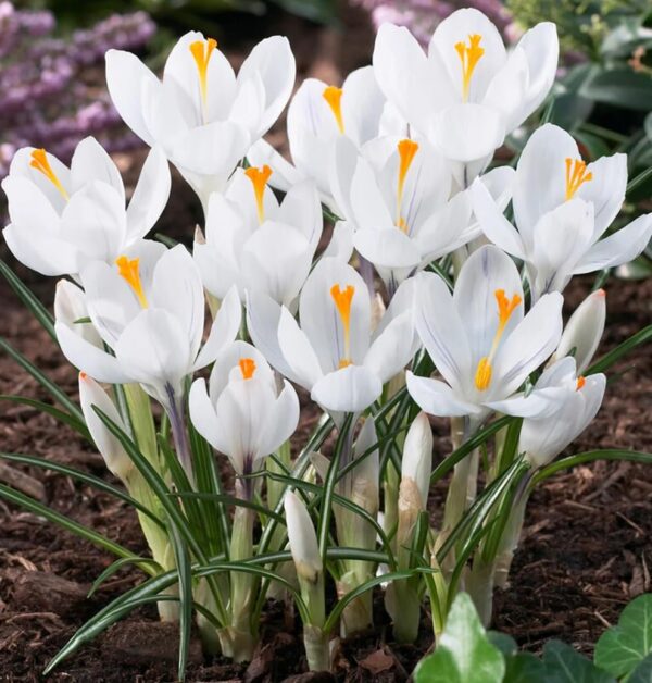 VotanikiI Crocus Jeanne d'Arc Bulbs - Early Spring Perennial Flowers, Crocus vernus ‘Jeanne d’Arc’ (Dutch Crocus) | Perfect for Gardens and Borders, Easy to Grow