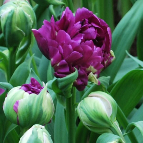 Votaniki Negrita Double Tulip Bulbs - Peony Like Flowers, Tulipa ‘Negrita Double’ (Double Late Tulip) | Late Blooming Spring Perennial - Easy to Grow