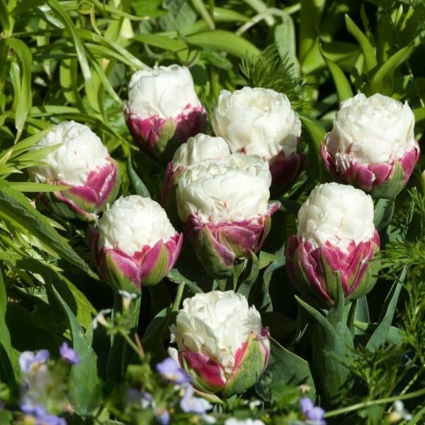 Votaniki Double Peony Ice Cream Tulip Bulbs - Large Double Flowers, Tulipa Double Late 'Ice Cream' Tulip Bulbs for Planting | Late Spring Blooming Perennial - Easy to Grow