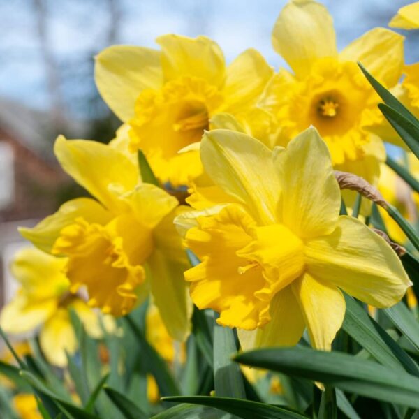 VotanikiI Narcissus ‘Carlton’ (Large-Cupped Daffodil) - Hardy Perennials with Large & Fragrant Flowers for Spring Gardens | Carlton Daffodil Bulbs for Planting, Easy to Grow