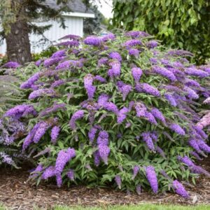 VotanikiI Buddleia Davidii ‘Violet Cascade’ (Butterfly Bush) - 3 Inch Root Young Plant | Long Lasting & Fragrant Blooms, Attracts Pollinators, Fast Growing Shrub | Easy to Grow Perennial