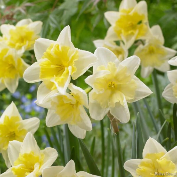 VotanikiI Narcissus Prom Dance Bulbs - Hardy Perennials with Showy Double Flowers | Fragrant Daffodils 'Prom Dance' (Split-Corona Daffodil) for Spring Beauty, Easy to Grow