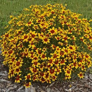 VotanikiI Coreopsis verticillata ‘Curry Up’ (Threadleaf Coreopsis) - 3 Inch Root Young Plant Ready for Planting | Long Blooming Yellow Flowers, Easy to Grow Perennial