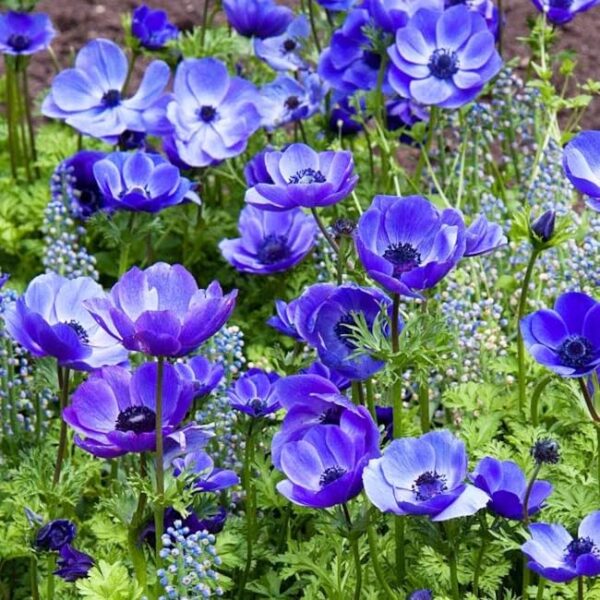 Votaniki Mr. Fokker Anemone Bulbs - Poppy Like Flowers, Anemone Coronaria 'Mr. Fokker'' | Perfect for Spring Gardens & Containers, Easy to Grow Hardy Perennial