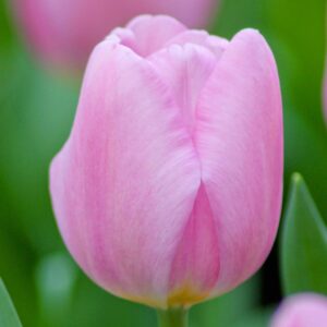 Votaniki Synaeda Amor Tulip Bulbs - Hardy Perennials, Long Lasting Blooms, Tulipa Triumph 'Synaeda Amor' | Spring Flower Bulbs - Easy to Grow