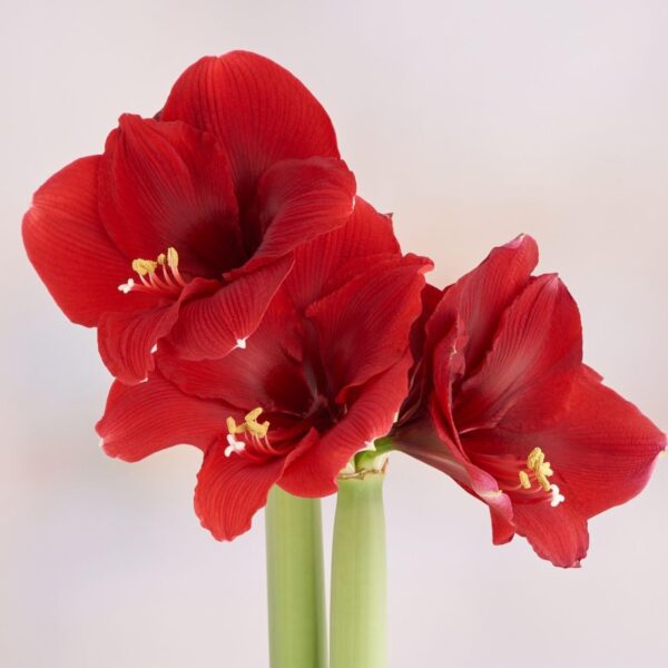 VotanikiI Amaryllis Peruvian 'Olaf' Bulbs Ready to Bloom - Large Flowering Amaryllis for Stunning Displays | Spectacular Indoor & Outdoor Flowers - Easy to Grow Perennial