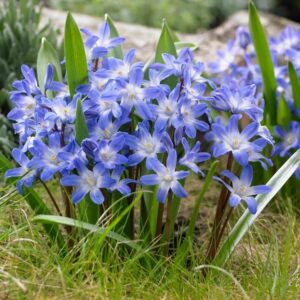 Votaniki Chionodoxa Blue Giant Bulbs - Perfect for Gardens & Containers, Chionodoxa Forbesii ‘Blue Giant’ (Glory of The Snow) | Spring Blooming Perennial - Easy to Grow