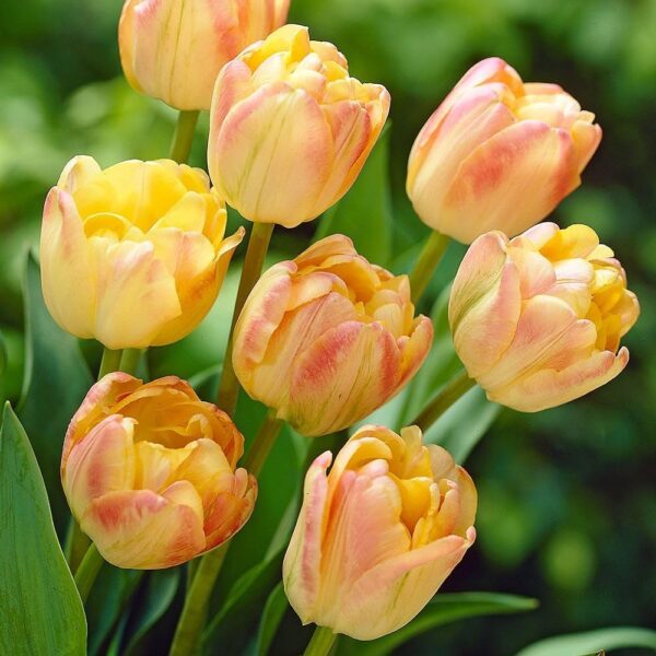 Votaniki Double Peony Tulip Crème Upstar Bulbs - Fragrant Blooms, Long Lasting Spring Beauty for Garden Beds & Borders | Perennial, and Easy to Grow