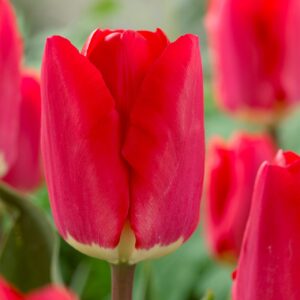 Votaniki Tulip Fostery King Bulbs - Red and Golden Yellow Tulip Flowers for Stunning Spring Gardens | Easy to Grow, Beautiful Perennial