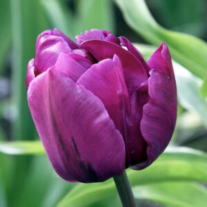 Votaniki Negrita Double Tulip Bulbs - Peony Like Flowers, Tulipa ‘Negrita Double’ (Double Late Tulip) | Late Blooming Spring Perennial - Easy to Grow