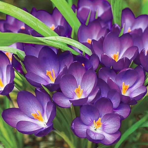 VotanikiI Ruby Giant Snow Crocus Bulbs - Hardy Perennial, Early Spring Blooms, Crocus Tommasinianus ‘Ruby Giant’ (Early Crocus) | Perfect for Gardens and Borders, Easy to Grow