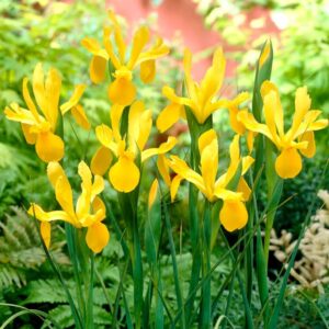 VotanikiI Dutch Iris Golden Beauty - Vibrant Yellow Spring Blooms | Ideal for Borders, Containers, & Cut Flowers - Dutch Iris Bulbs for Planting, Easy to Grow Perennials